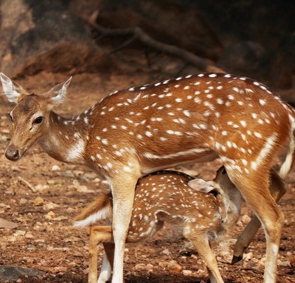 digital summit neural axis