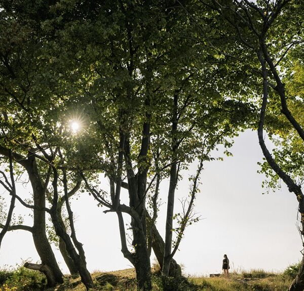 public lookup safety update